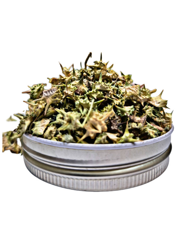 گیاه خارخاسک اعلا