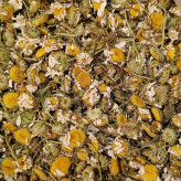 خوش رنگ ترین گل بابونه شیرازی اعلا