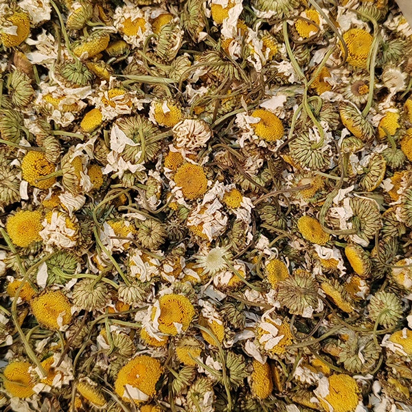 خوش رنگ ترین گل بابونه شیرازی اعلا