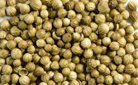 «🍵 تخم گشنیز تازه مناسب دمنوش، تنظیم قند خون و رفع نفخ»